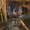 Slipka zelenonoha - Gallinula chloropus - Eurasian Moorhen 0038